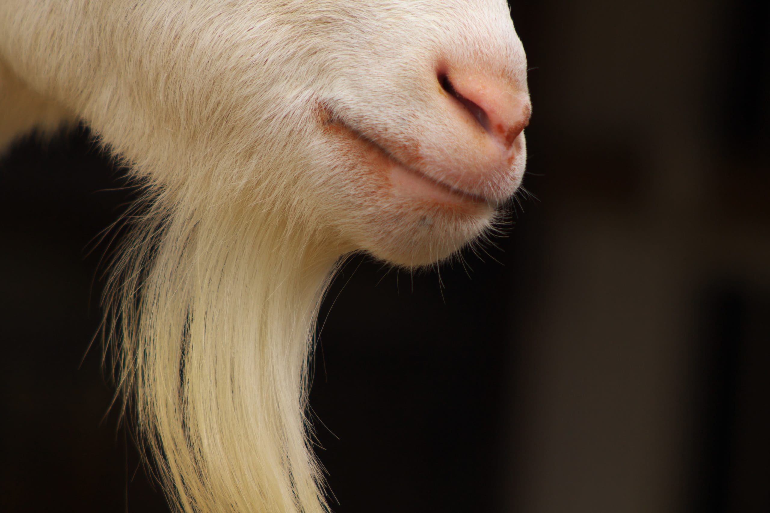 Your Goat Can Recognise Your Smile!