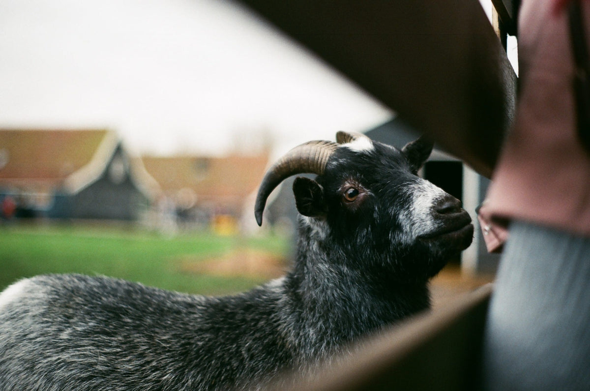 Goats on film