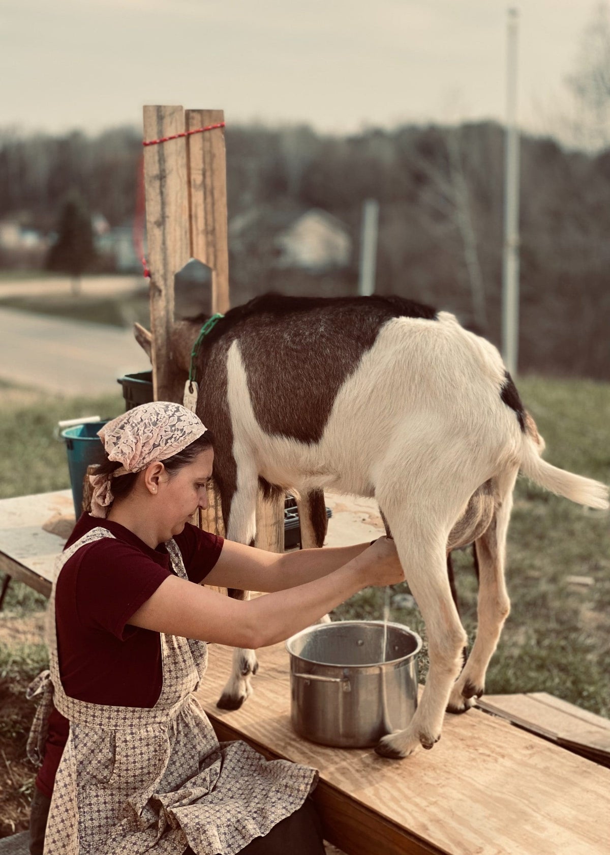 The Various Uses for Goat's Milk: From Food to Cosmetics