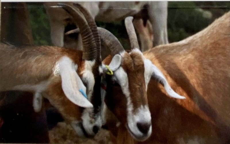 Goats – Handwritten Card
