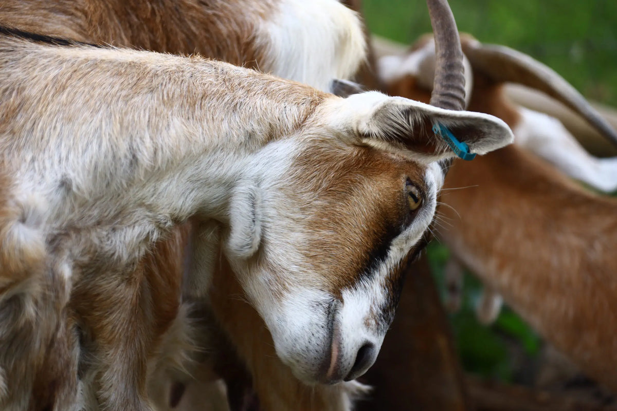 A close-up of a brown and white goat with curved horns, standing in a group with other goats in a natural outdoor setting.
